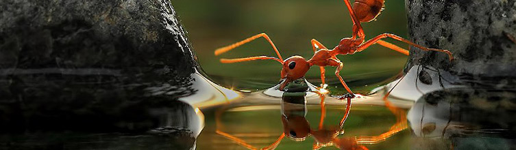 See ant activity more closely