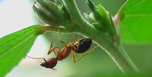 ant-activity-1