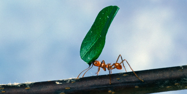 ant-activity-1