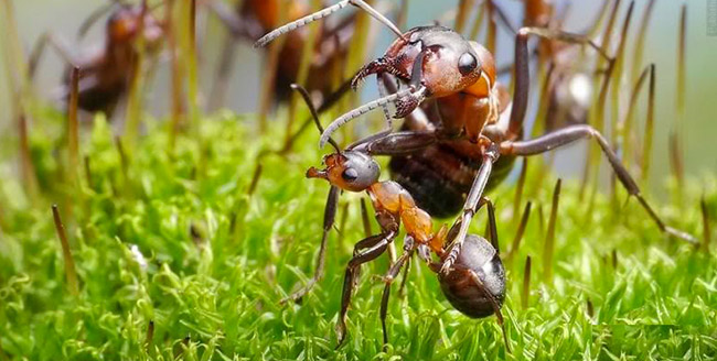 ant-activity-1