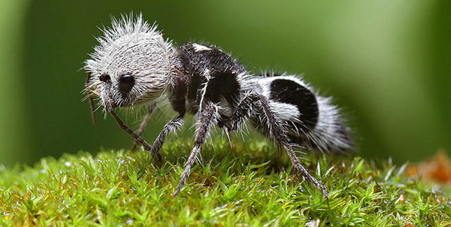ant-activity-1