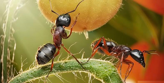 ant-activity-1