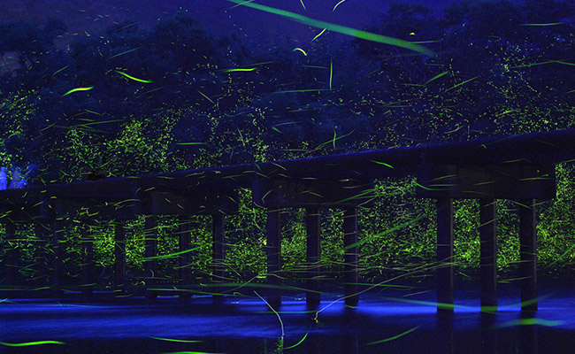 Natural Lights in Japan