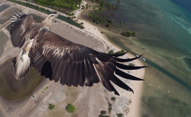 Drone Photography become a new trend eagle