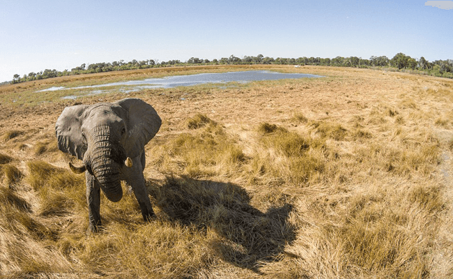 Drone Photography elephant