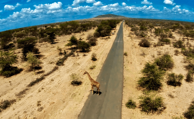Drone Photography giraffe