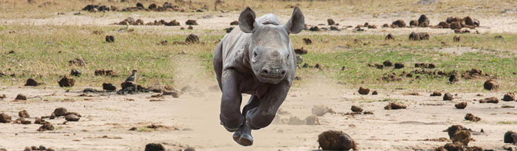 baby rhinos