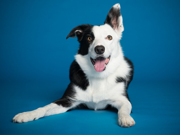 attractive dog