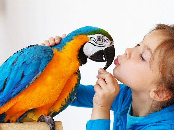 smart bird