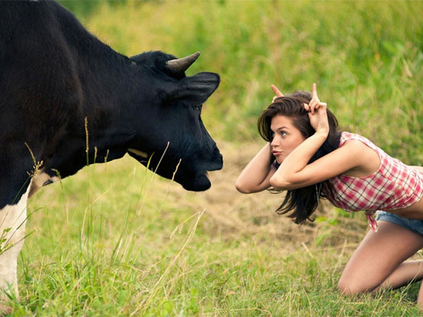 cow