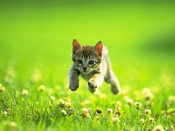 cat run