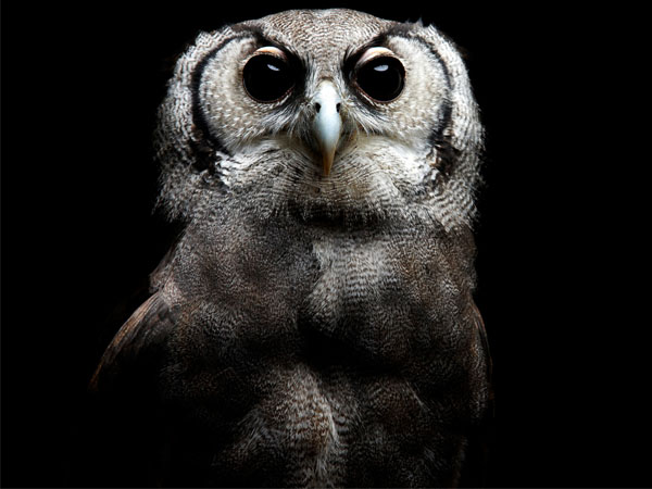 owl focus on eyes