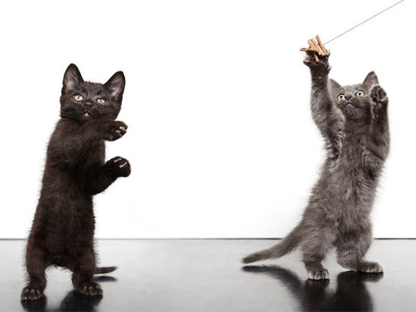 cat play