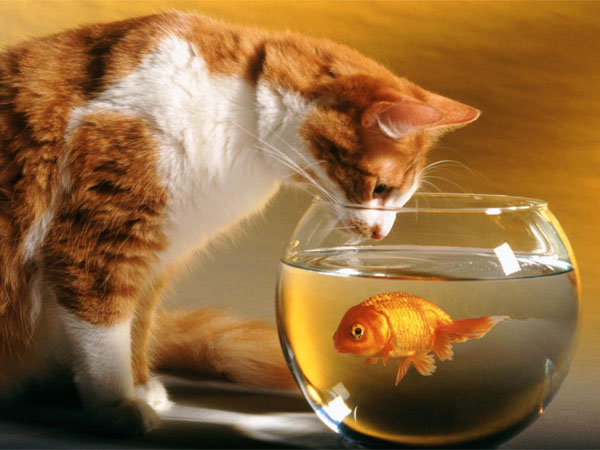 cat fish