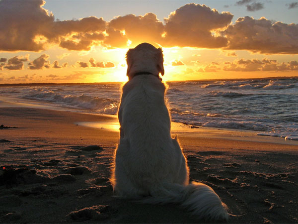 dog beach