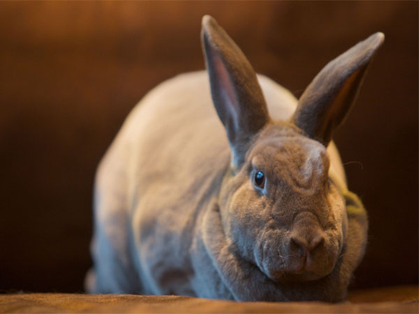 rabbit