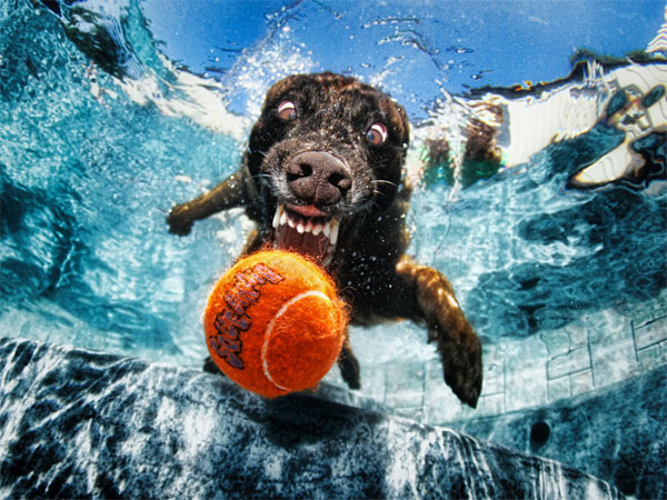underwater dog